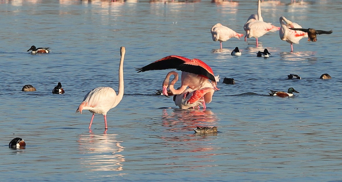 Greater Flamingo - ML614008177