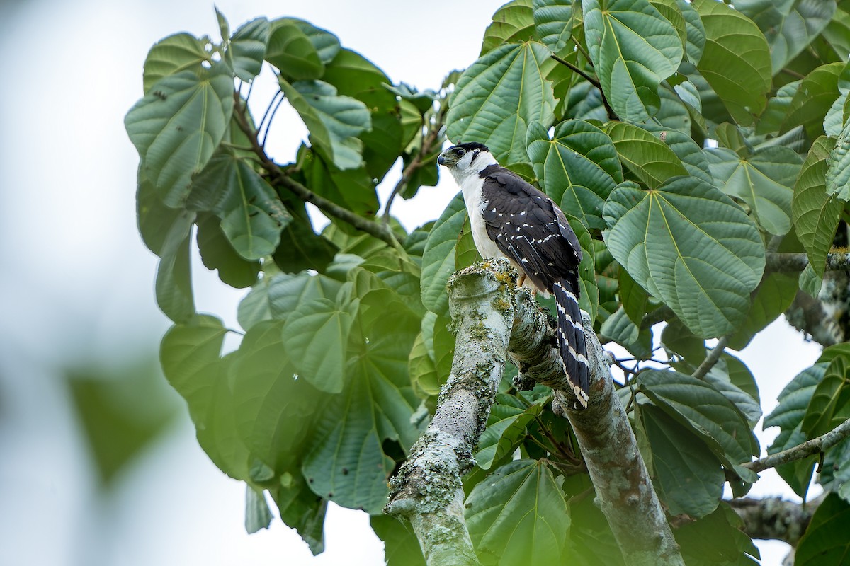 Buckley's Forest-Falcon - ML614008189