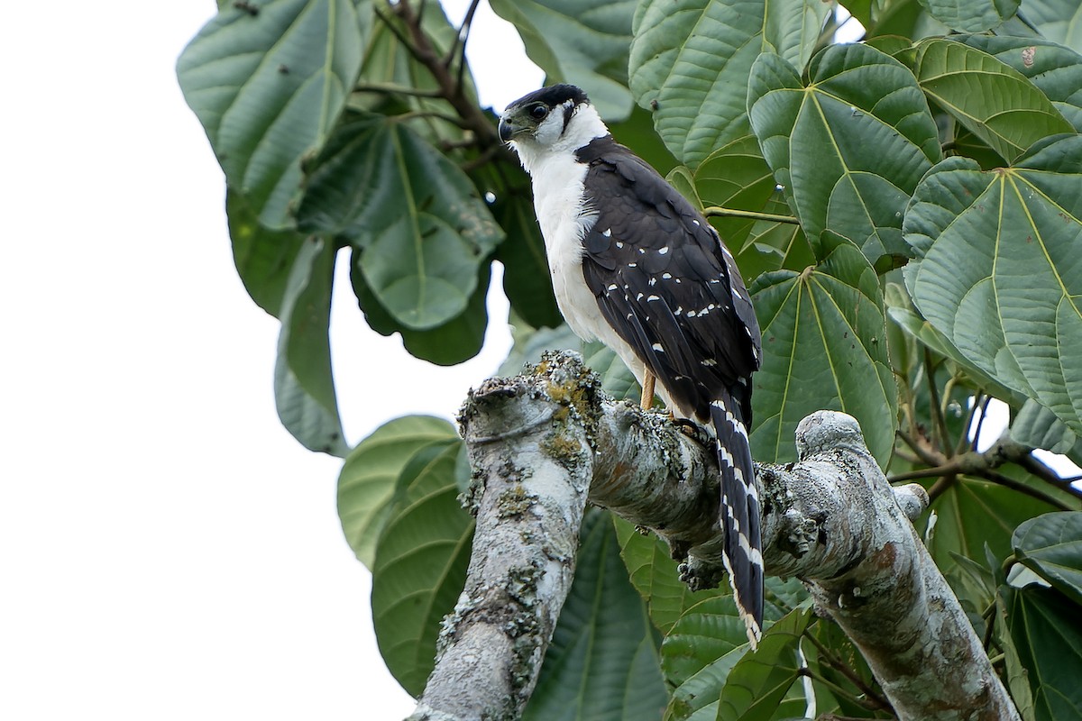 Buckley's Forest-Falcon - ML614008190