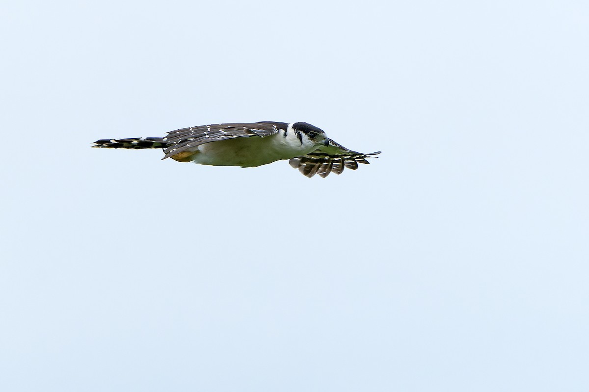 Buckley's Forest-Falcon - ML614008193