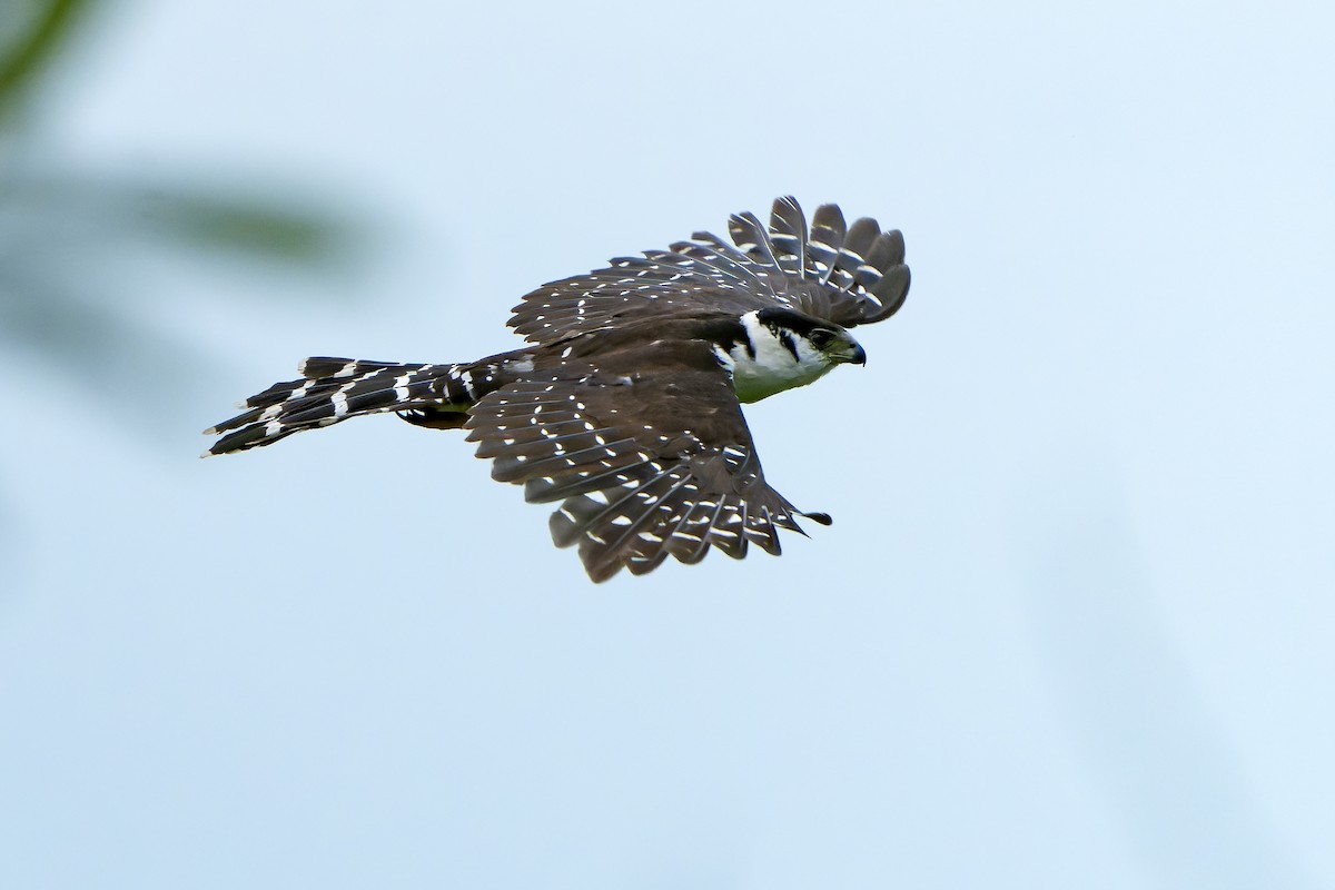 Buckley's Forest-Falcon - ML614008197