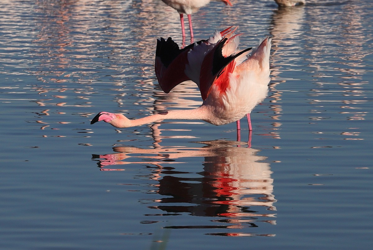 Greater Flamingo - ML614008232