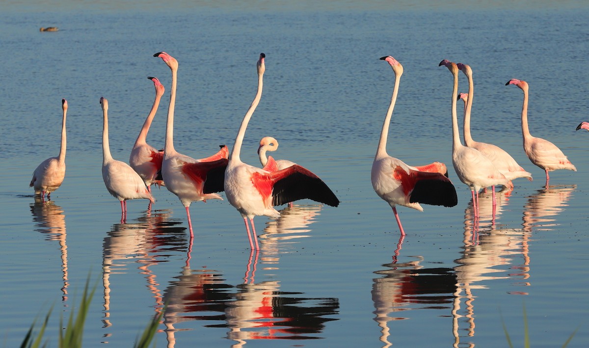 Greater Flamingo - ML614008239