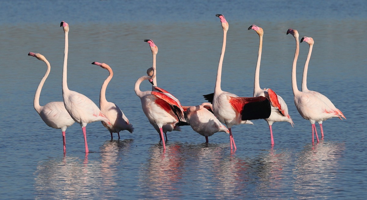 Greater Flamingo - ML614008242