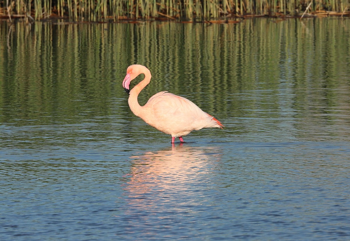 Greater Flamingo - ML614008336