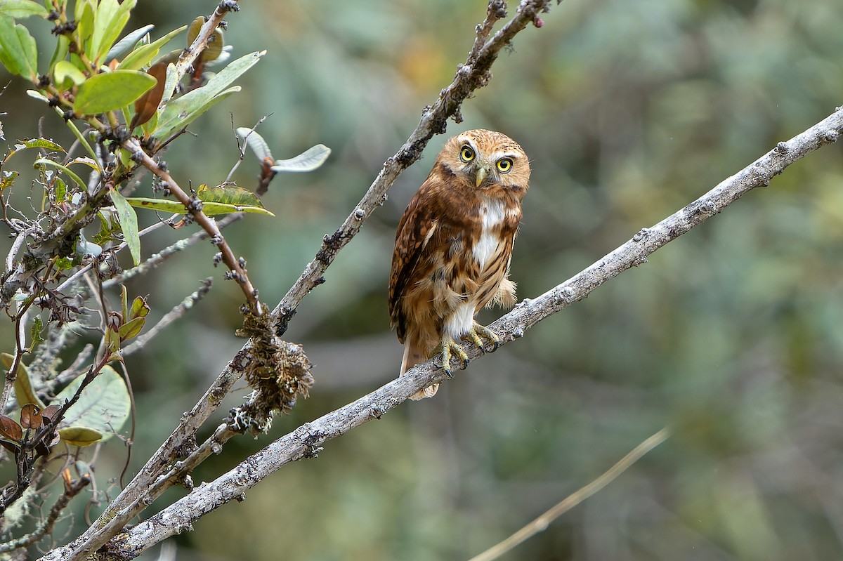 Yungas Pygmy-Owl - ML614008367