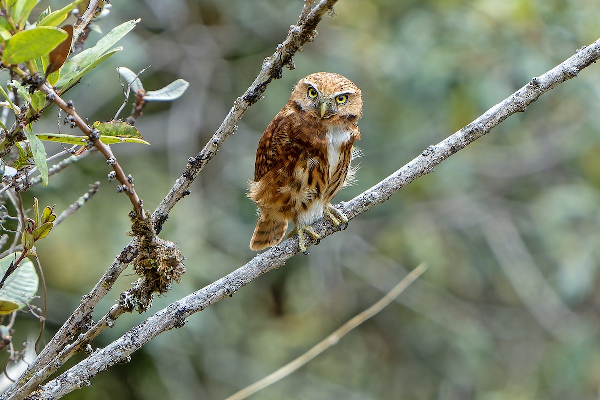 Yungas Pygmy-Owl - ML614008369