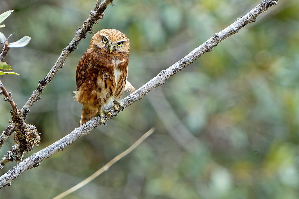 Yungas Pygmy-Owl - ML614008371