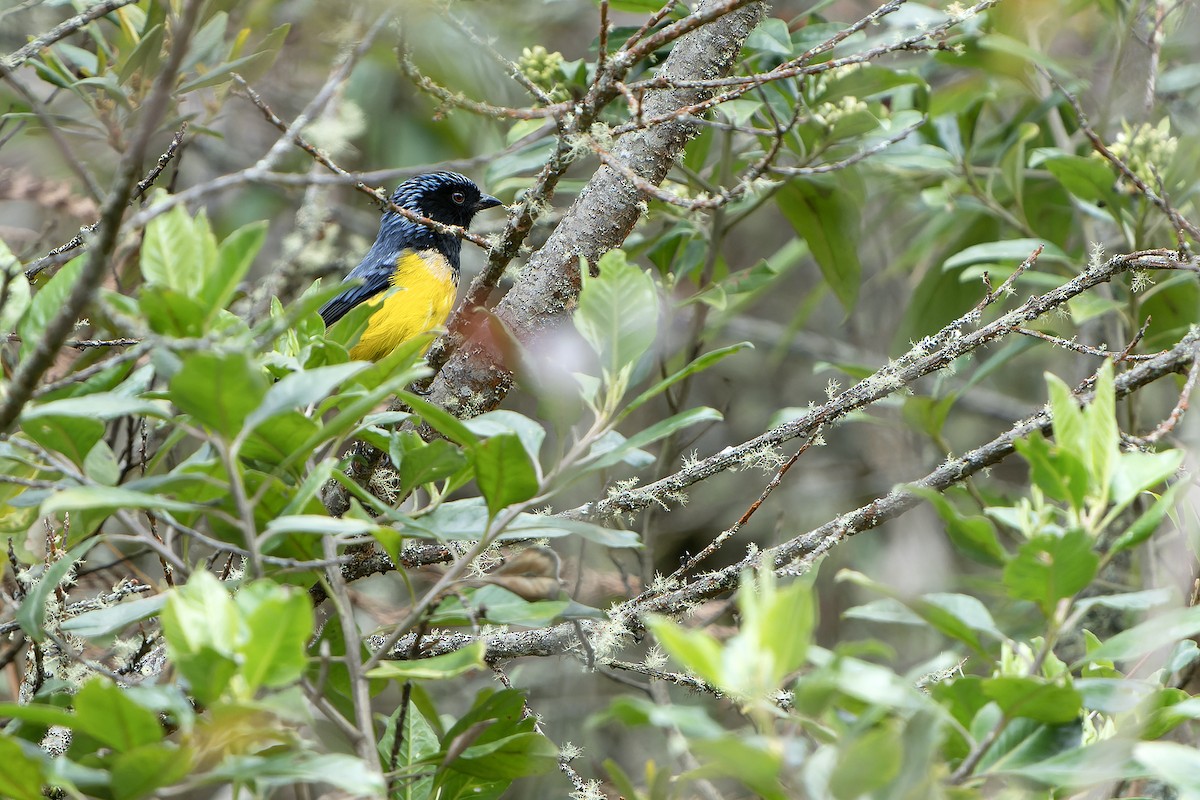 Buff-breasted Mountain Tanager - ML614008384