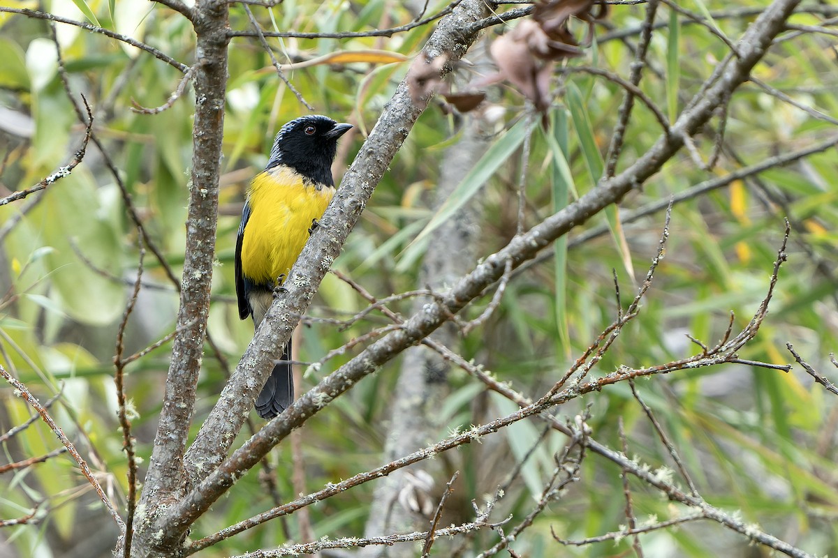 Buff-breasted Mountain Tanager - ML614008385