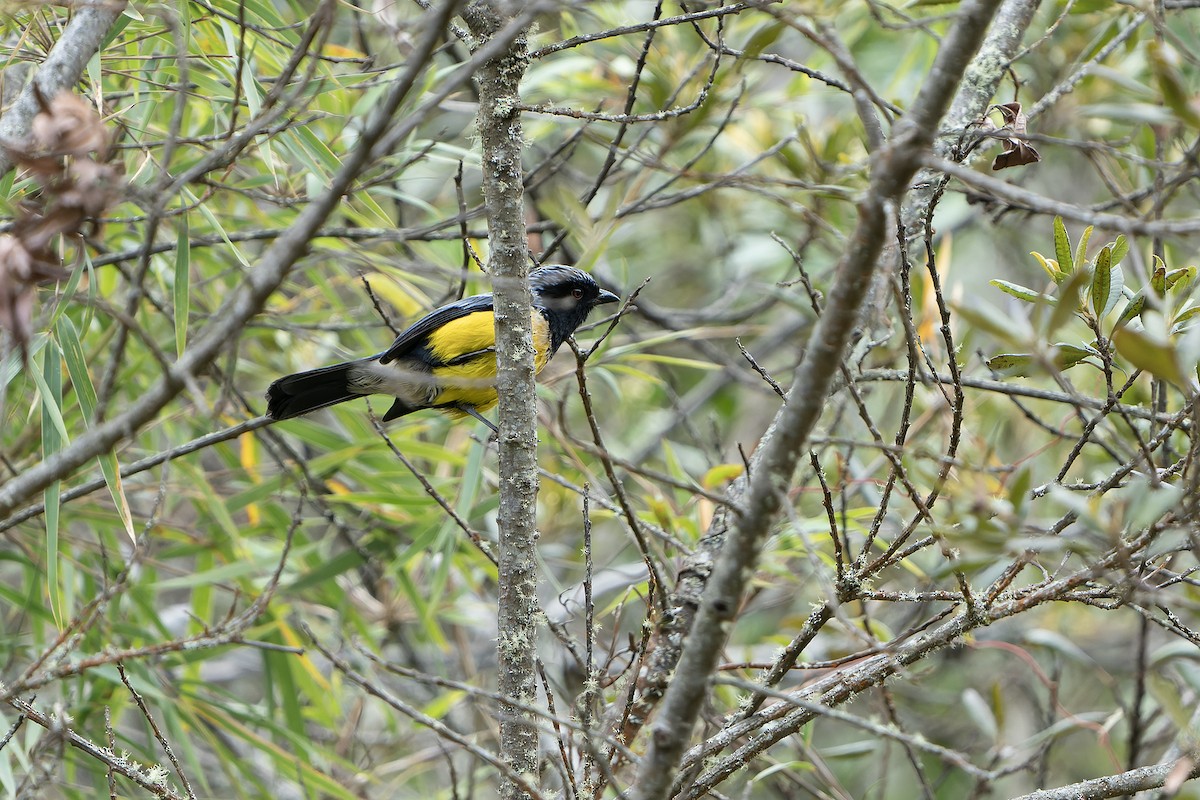 Buff-breasted Mountain Tanager - ML614008388