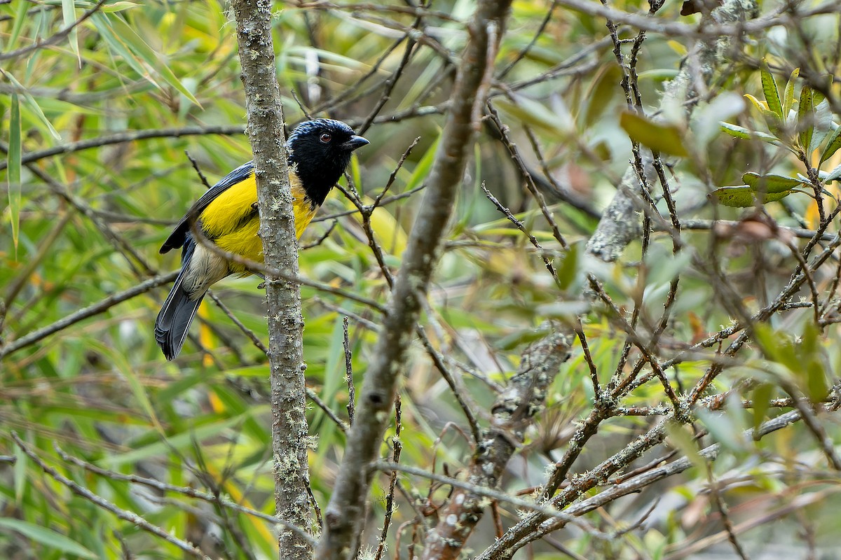 Buff-breasted Mountain Tanager - ML614008389