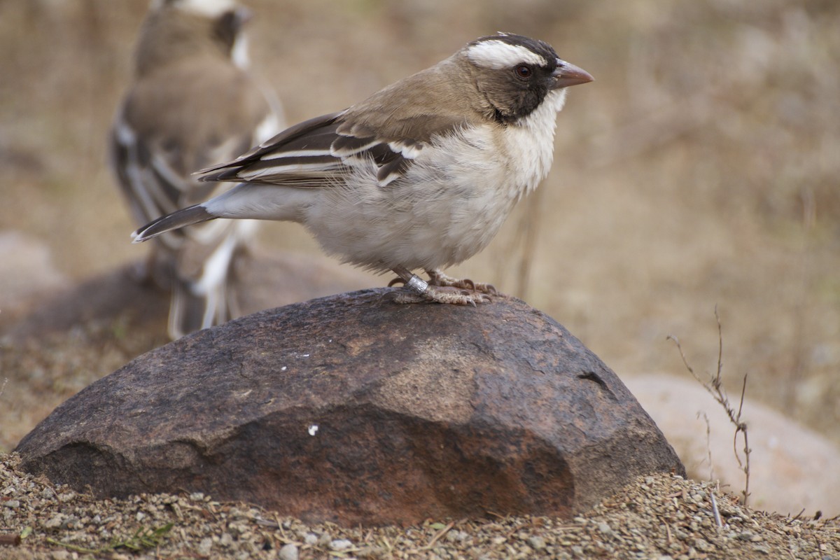 White-browed Sparrow-Weaver - ML614008407