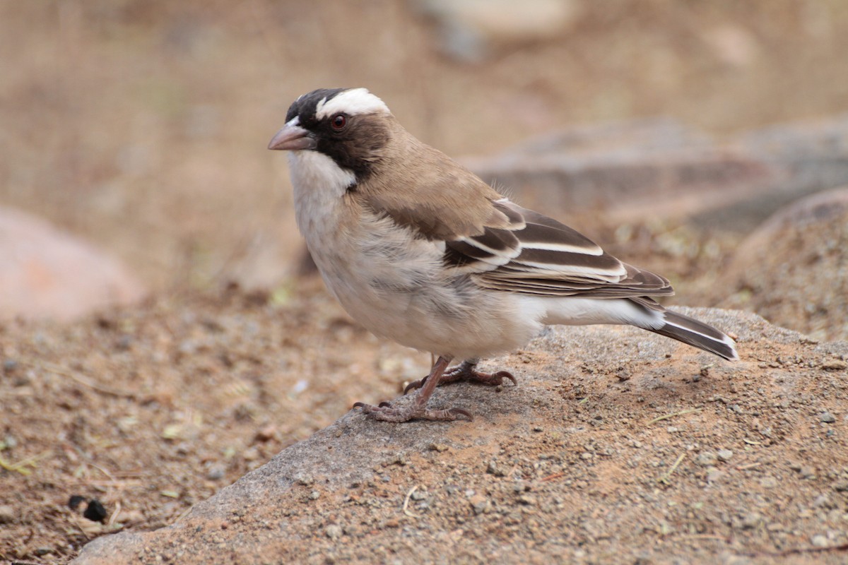 White-browed Sparrow-Weaver - ML614008408
