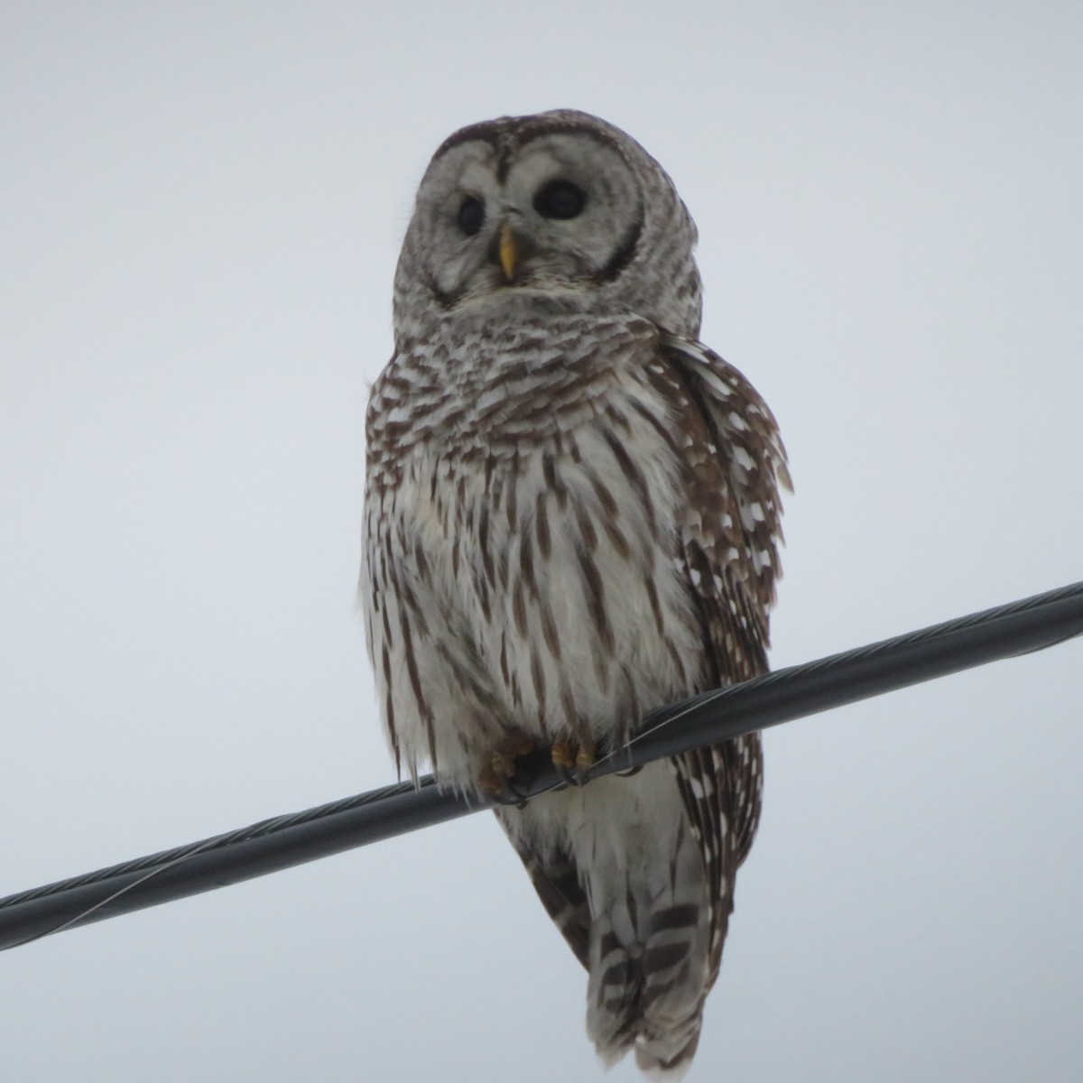 Barred Owl - ML614008532