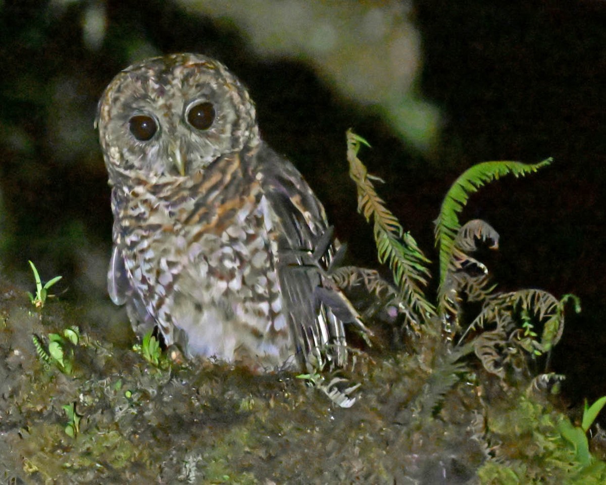 Rufous-banded Owl - ML614008548