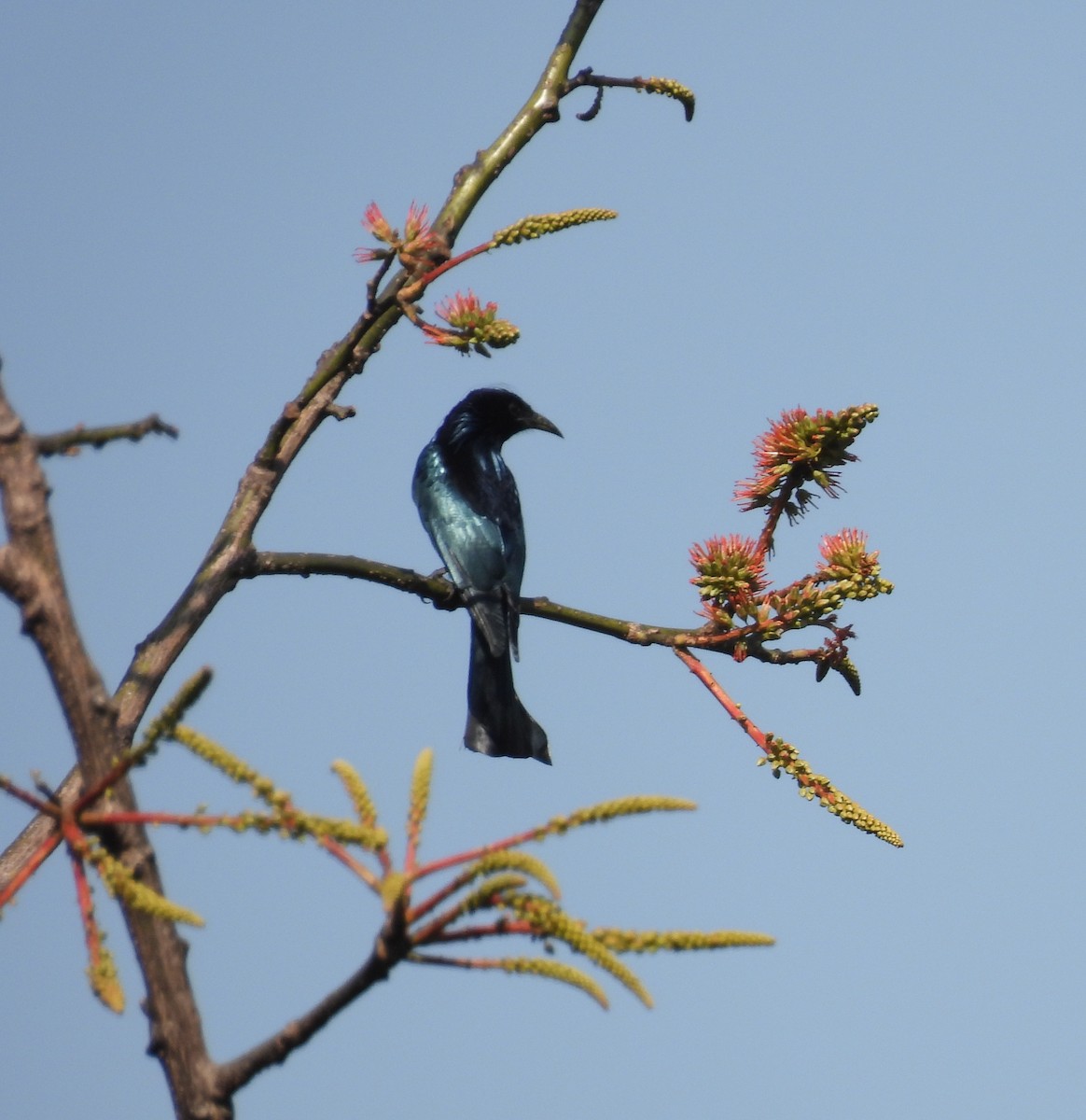 Hair-crested Drongo - ML614008684