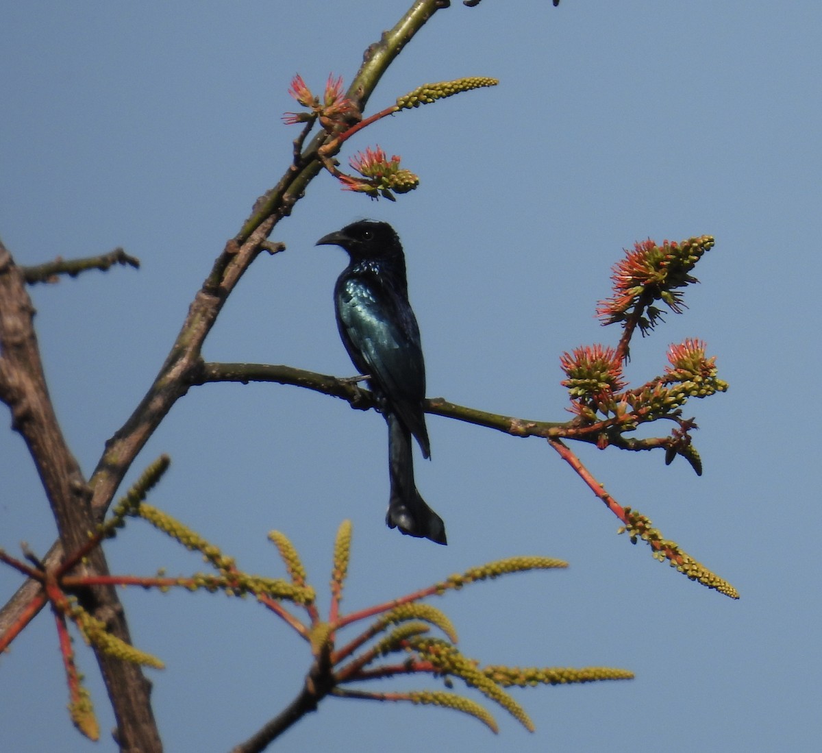 Hair-crested Drongo - ML614008696