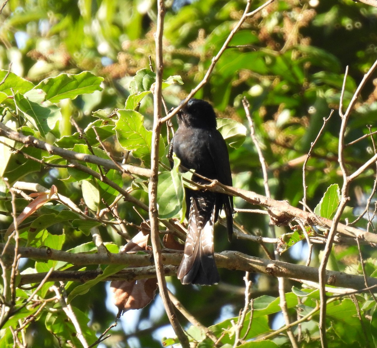 Square-tailed Drongo-Cuckoo - ML614008721