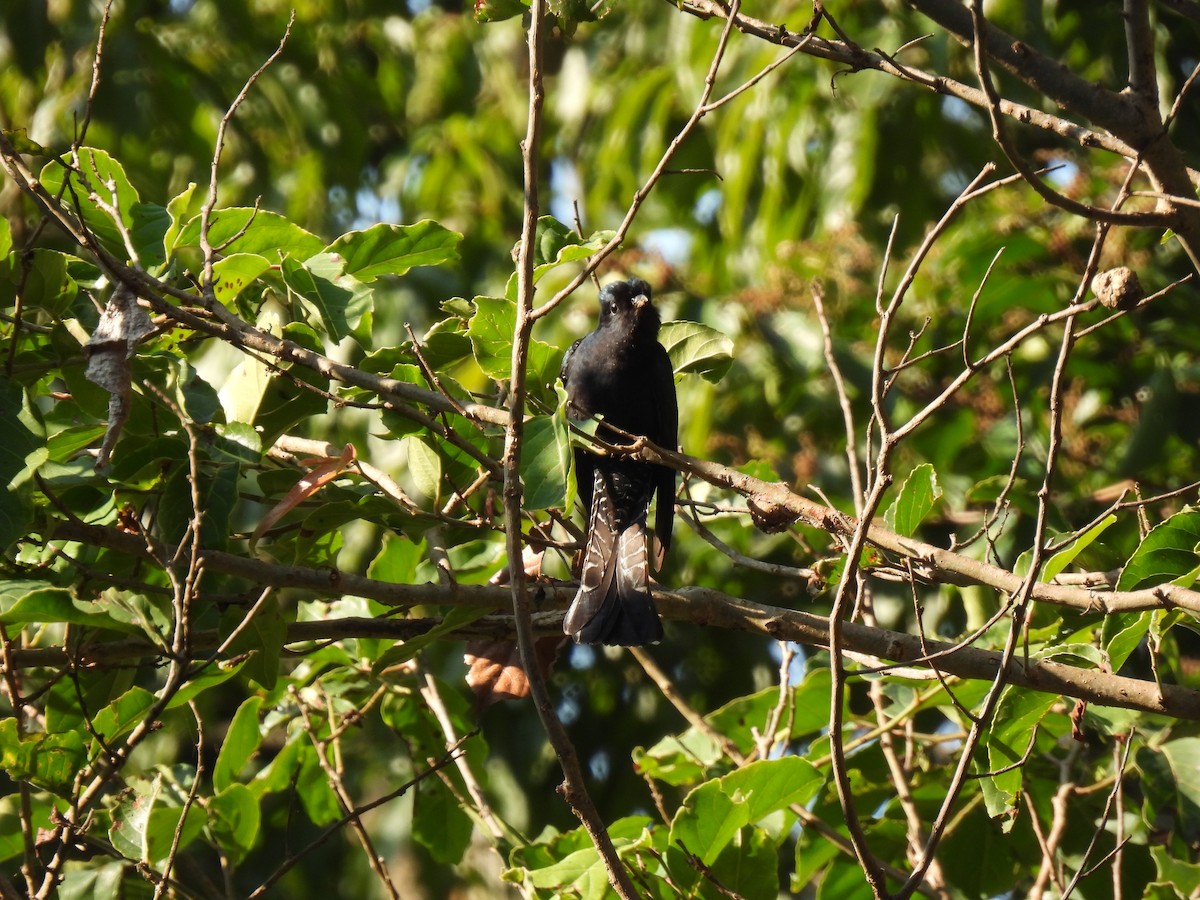 Square-tailed Drongo-Cuckoo - Rama M V