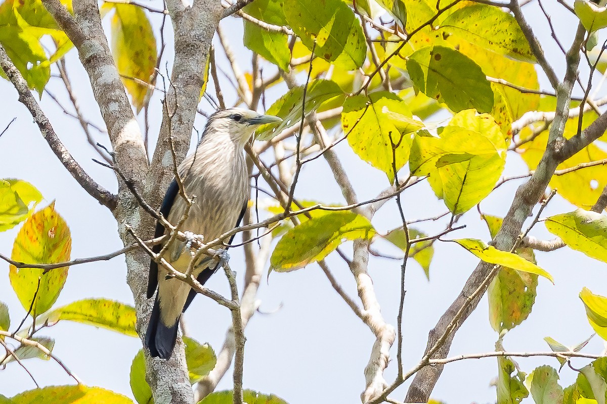 White-faced Starling - ML614008772