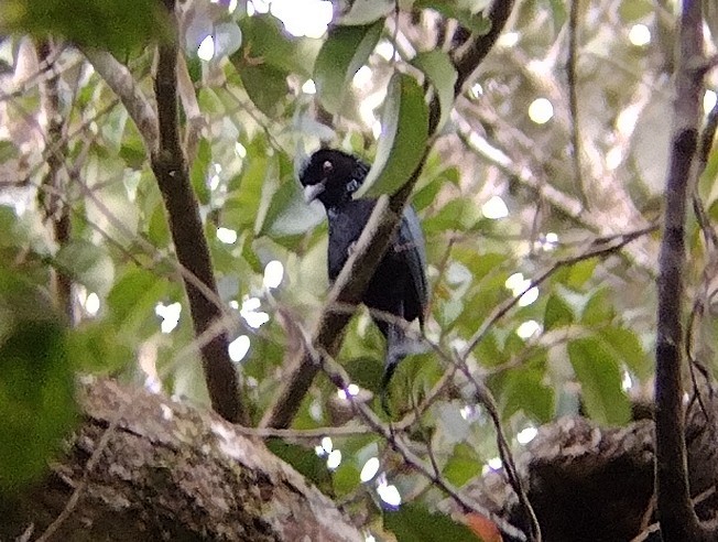 Hair-crested Drongo - ML614009313