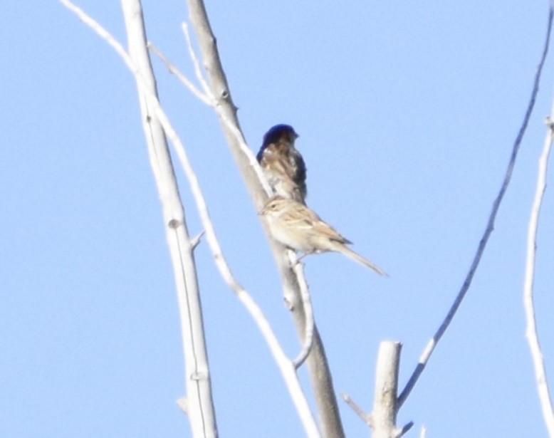 Clay-colored/Brewer's Sparrow - ML614009327