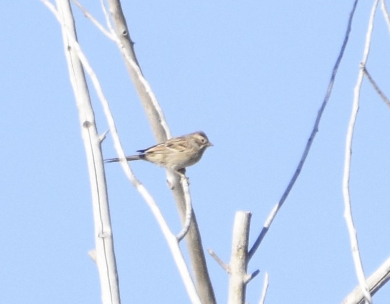 Clay-colored/Brewer's Sparrow - ML614009328