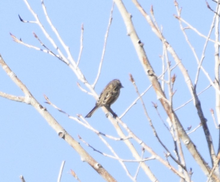 Clay-colored/Brewer's Sparrow - ML614009329