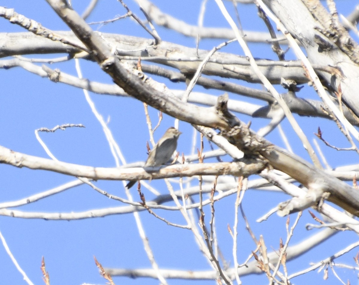 Clay-colored/Brewer's Sparrow - ML614009331