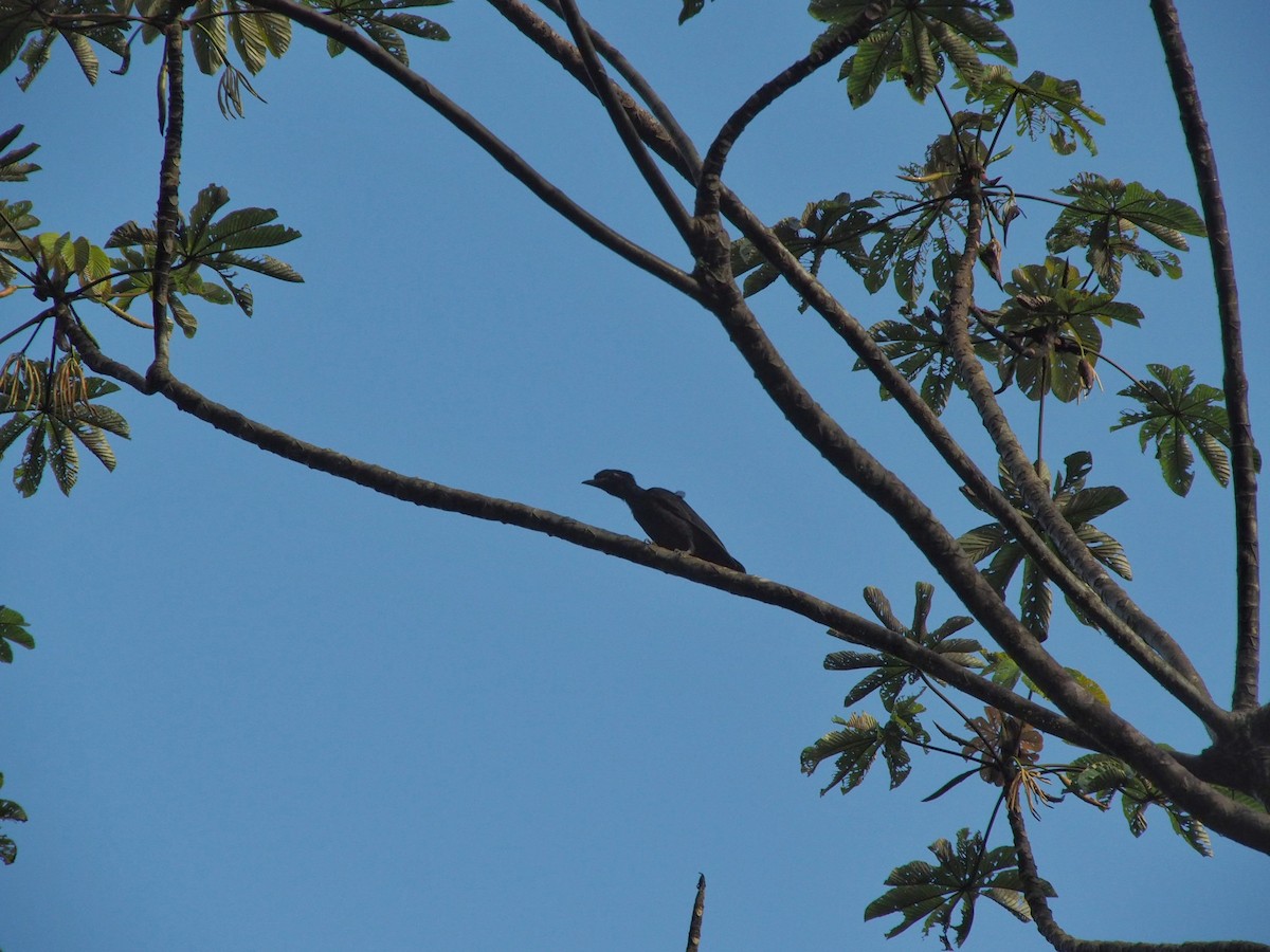 Bare-necked Umbrellabird - ML614009469