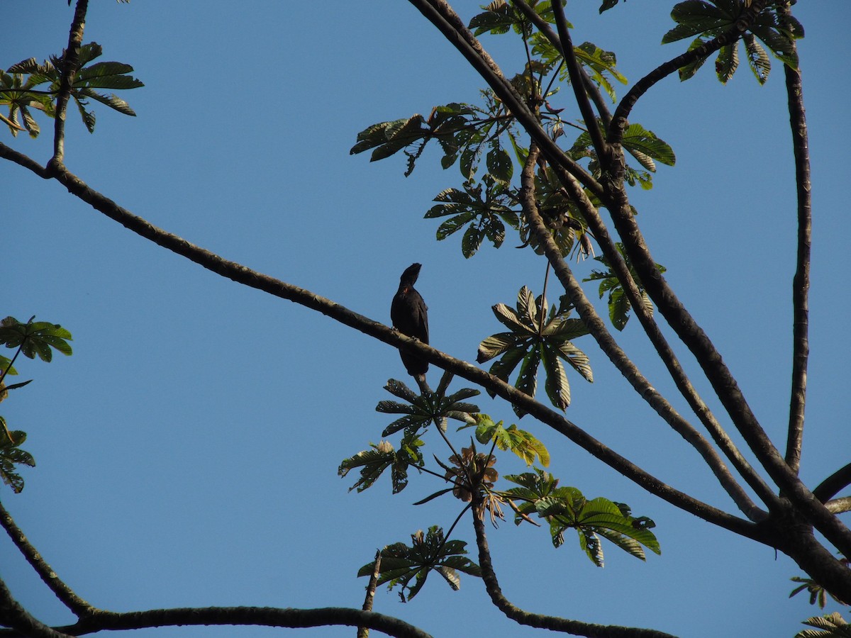Bare-necked Umbrellabird - ML614009484
