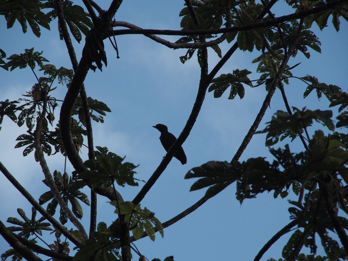 Bare-necked Umbrellabird - ML614009485