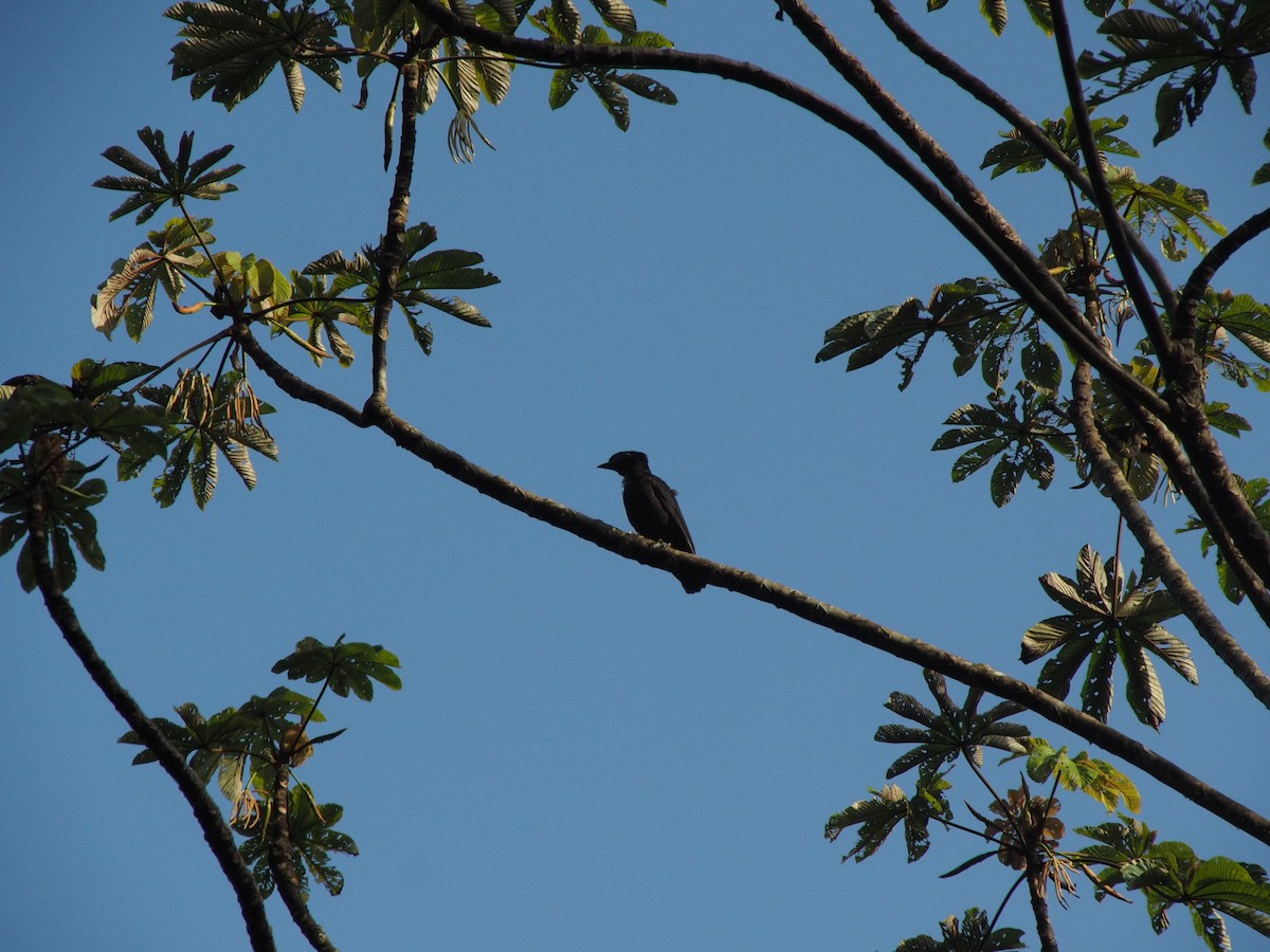 Bare-necked Umbrellabird - Victoria Dragosits