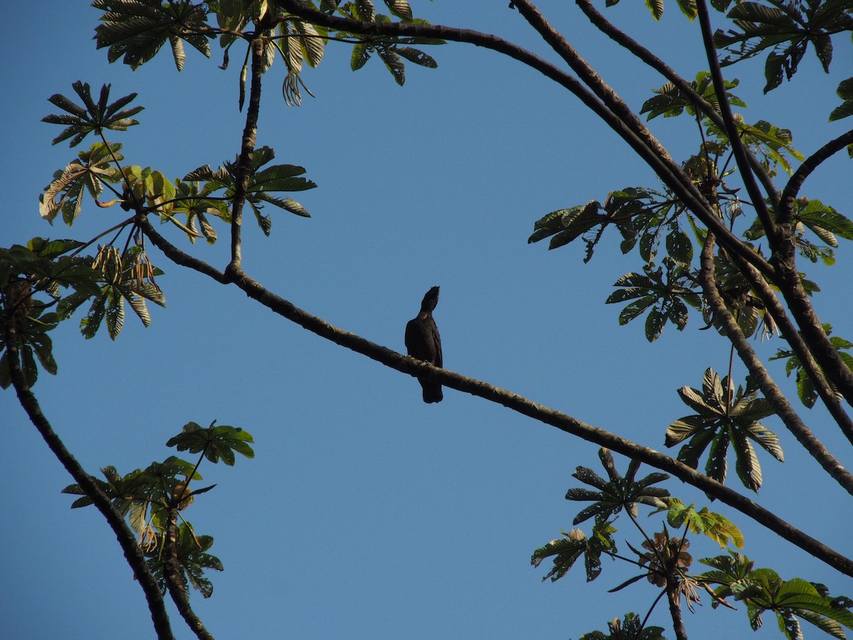 Bare-necked Umbrellabird - ML614009487