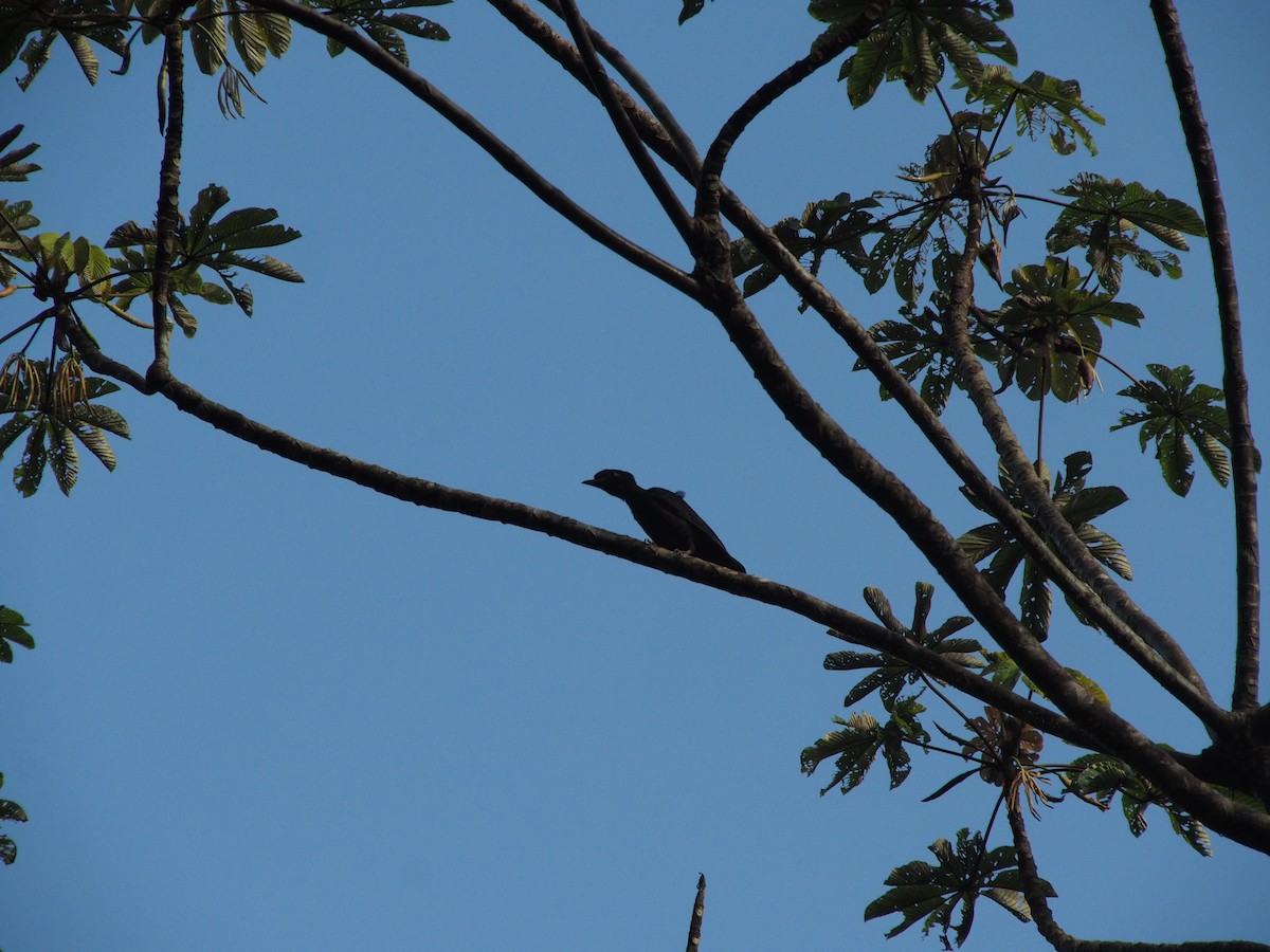Bare-necked Umbrellabird - ML614009488