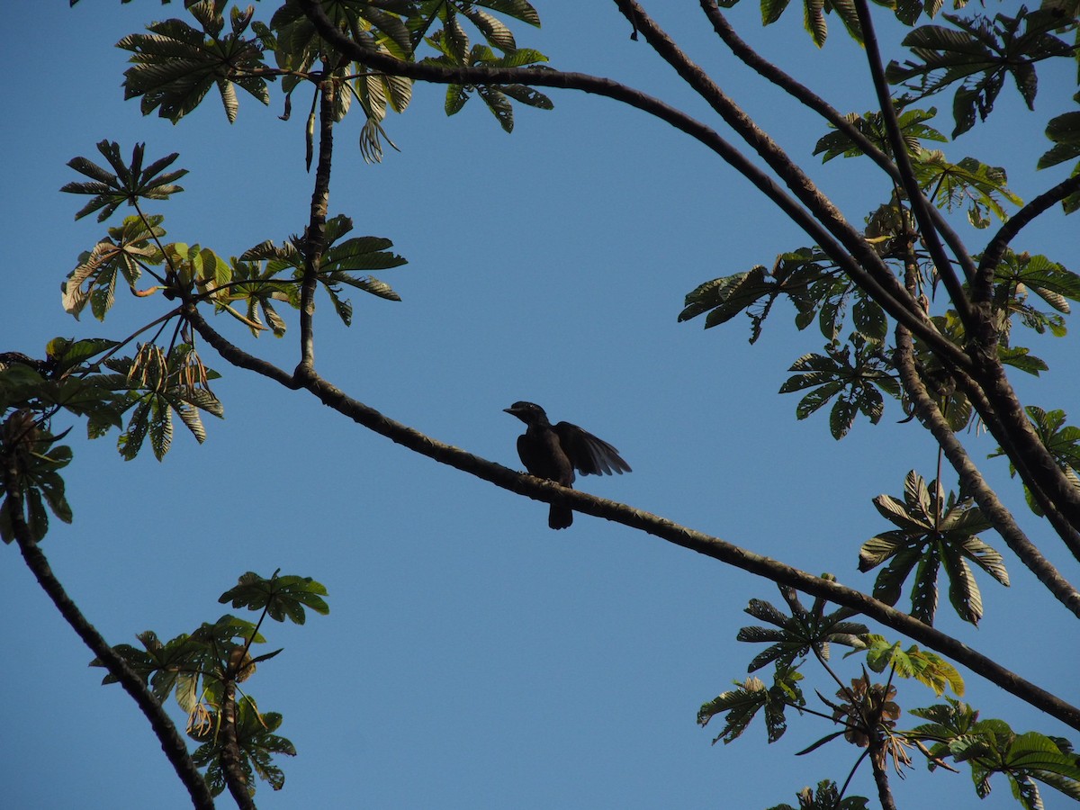 Bare-necked Umbrellabird - ML614009490