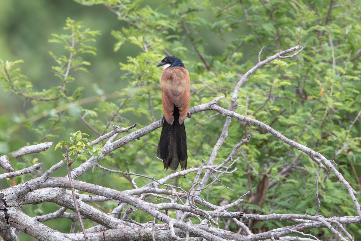 White-browed Coucal (Burchell's) - ML614009694