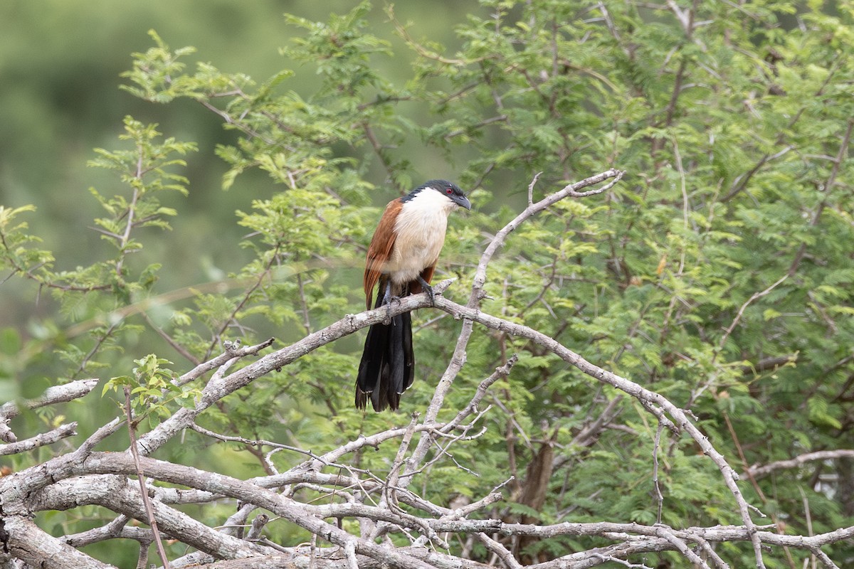 White-browed Coucal (Burchell's) - ML614009695