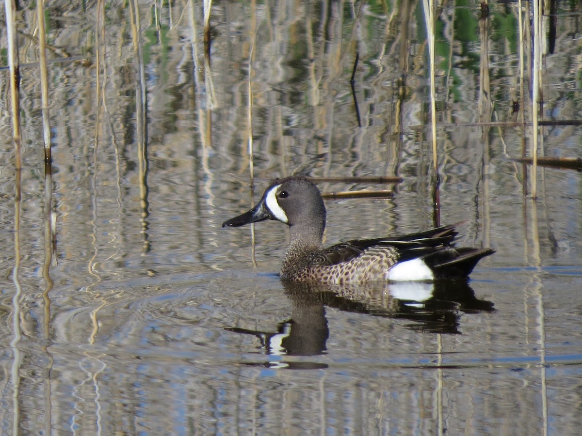 Blue-winged Teal - ML61400991