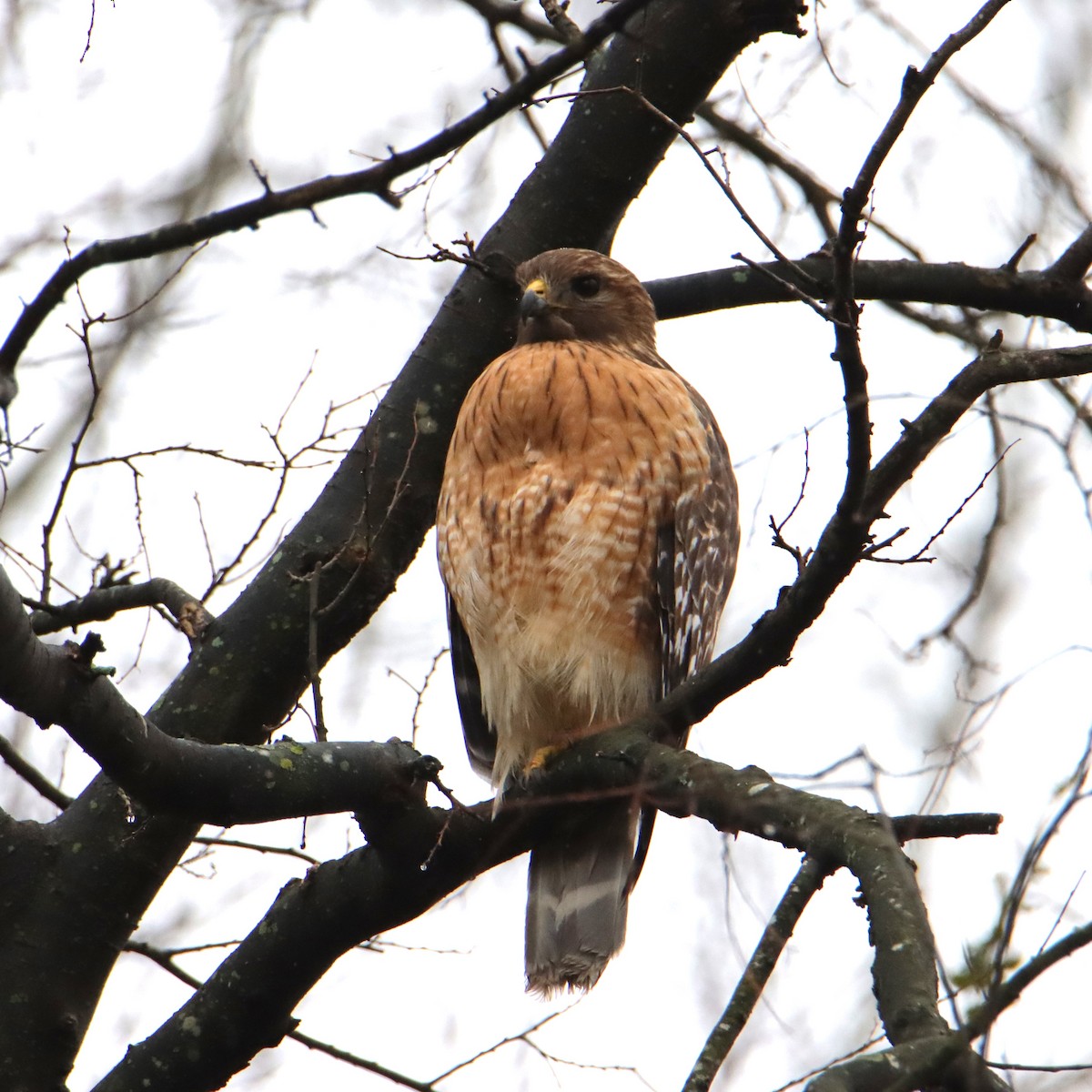 eBird Checklist - 25 Jan 2024 - Dorothea Dix Park - 23 species