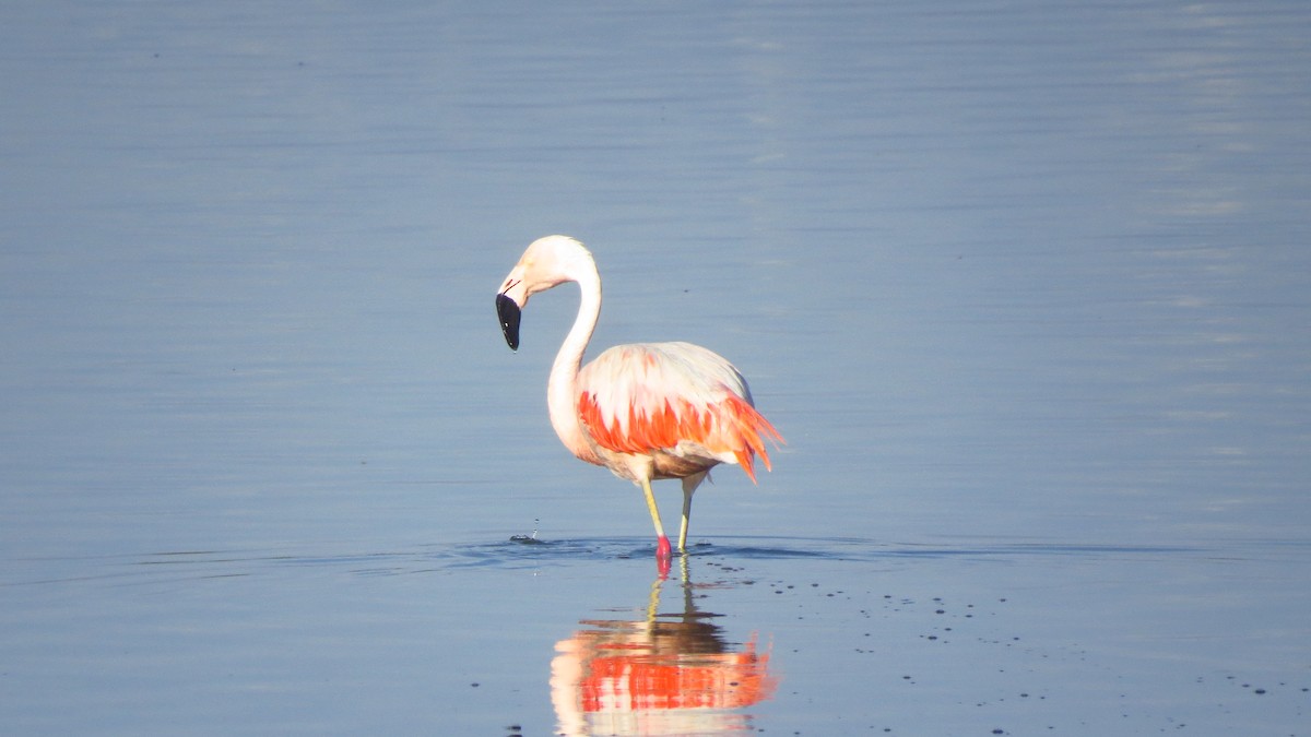 Chilean Flamingo - ML614010730
