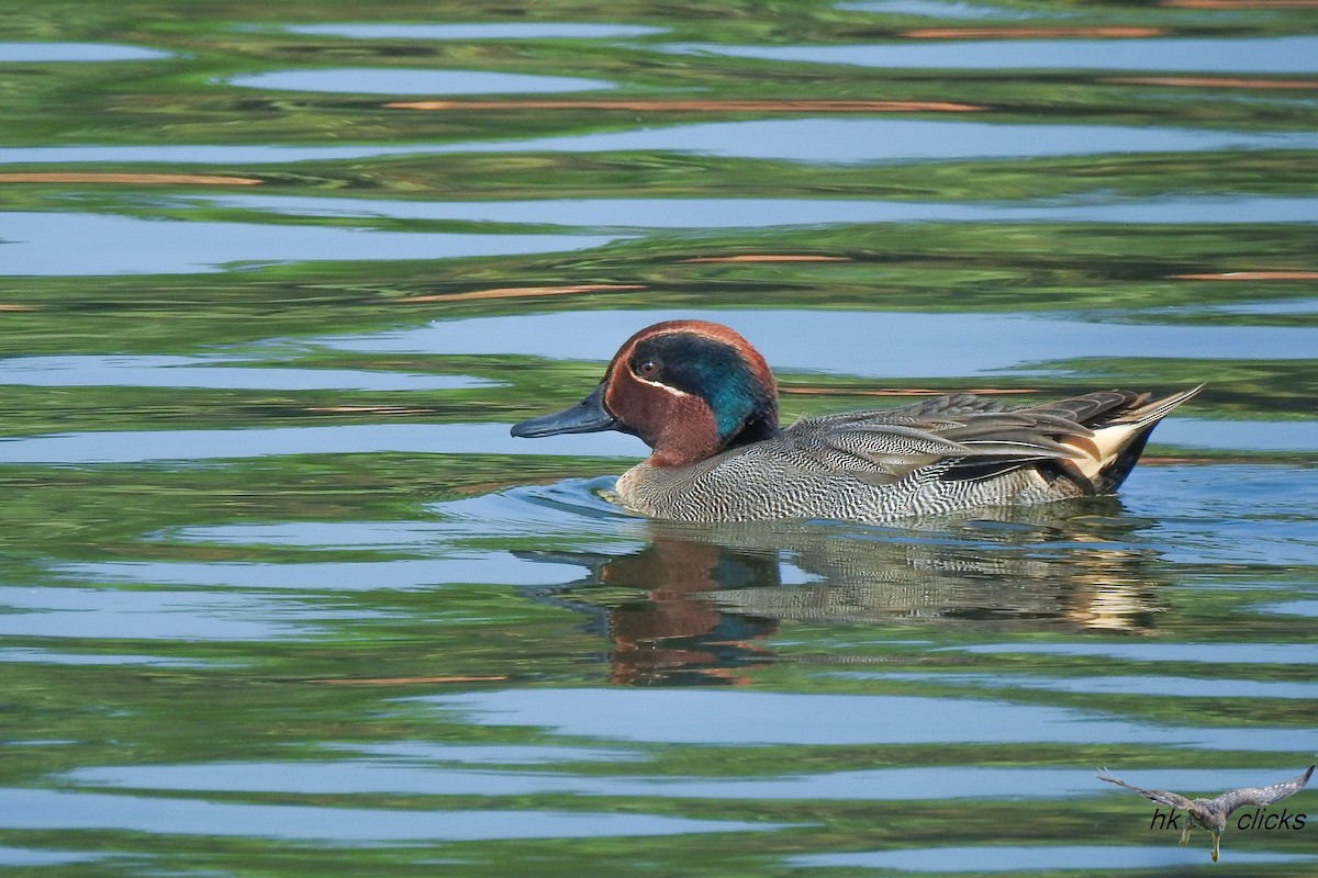 Green-winged Teal - ML614010908