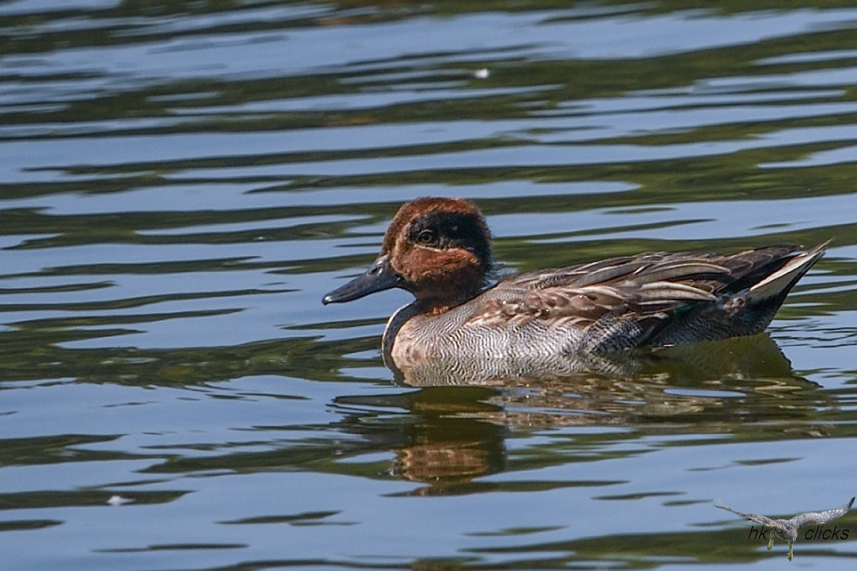 Green-winged Teal - ML614010917