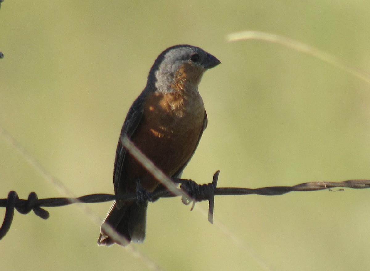 Tawny-bellied Seedeater - ML614011400