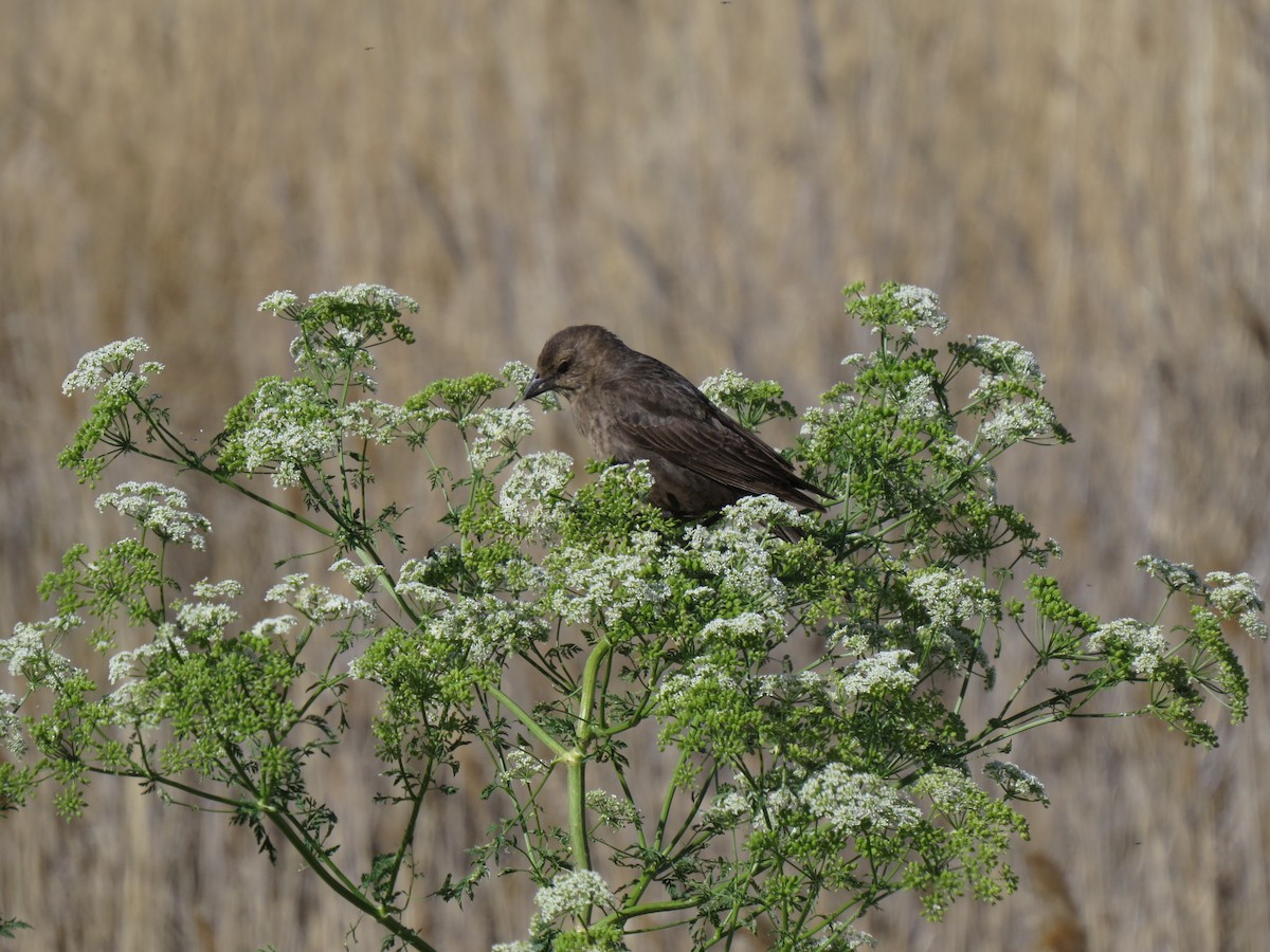 Brown-headed Cowbird - ML61401151