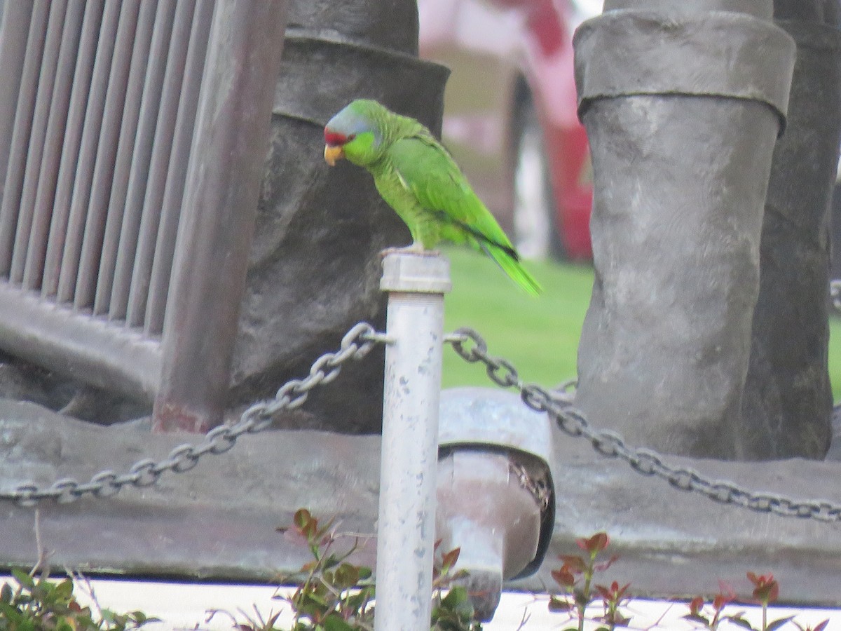 Red-crowned Parrot - ML614011523