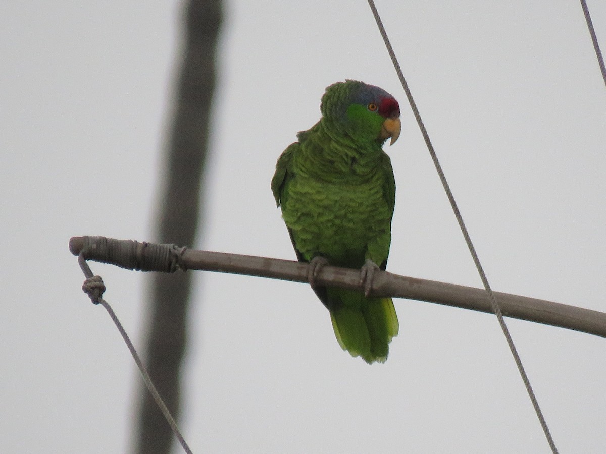 Red-crowned Parrot - ML614011531