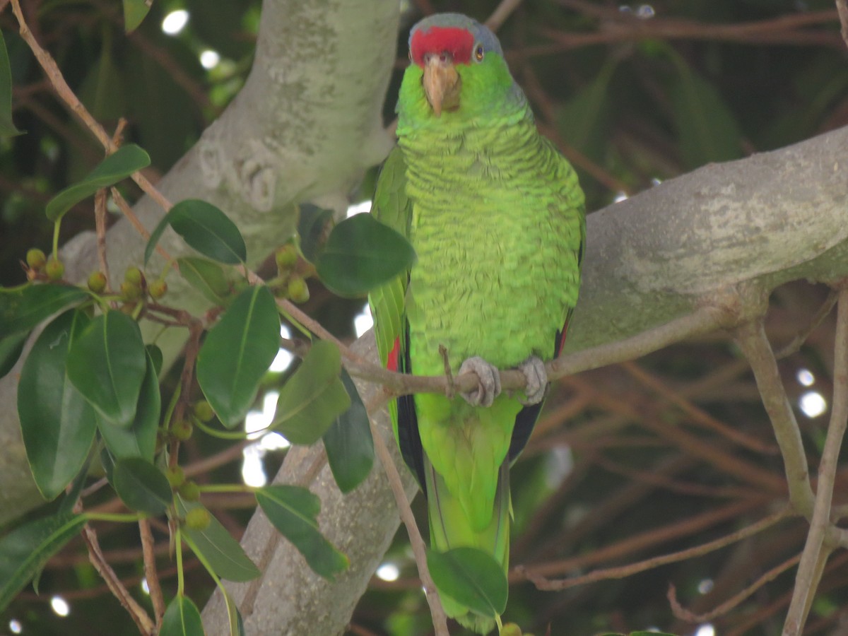Red-crowned Parrot - ML614011535