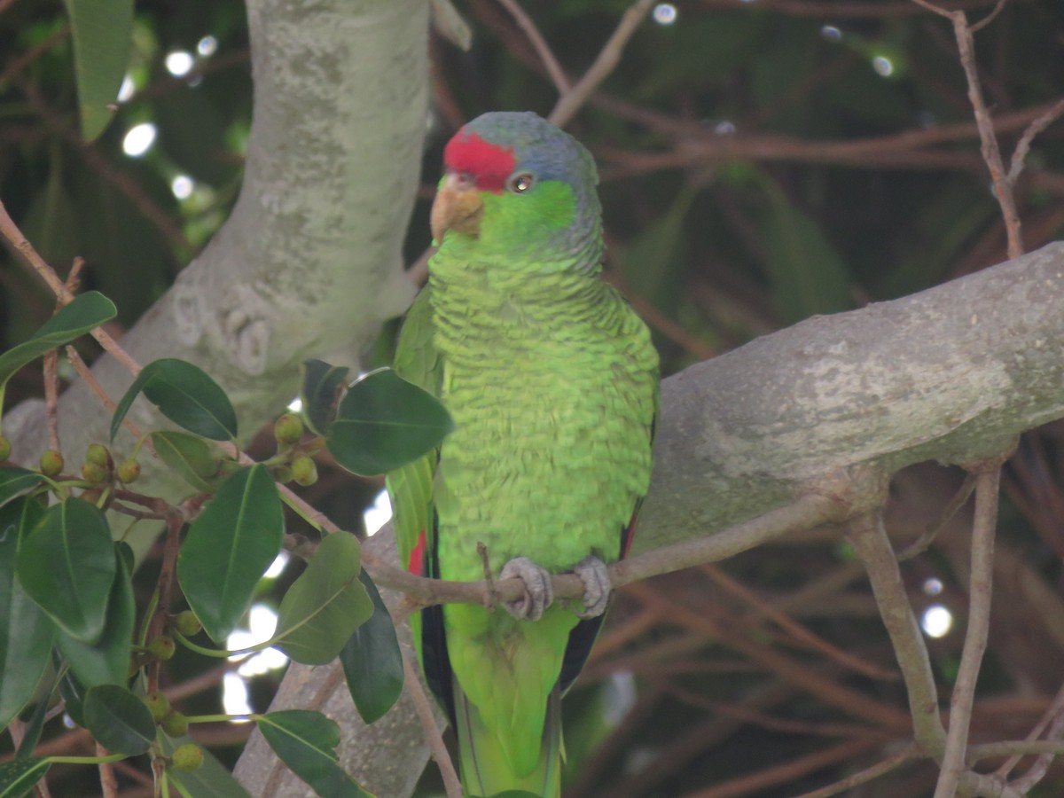 Red-crowned Parrot - ML614011553